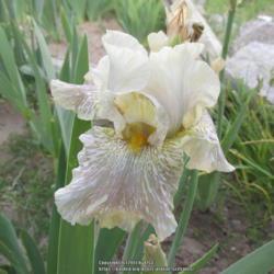 Location: Las Cruces, NM
Date: 2017-05-01
Tall Bearded Iris Alessandra's Gift