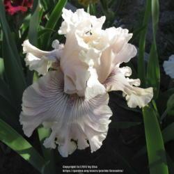Location: Las Cruces, NM
Date: 2017-04-23
Tall Bearded Iris Haunted Heart