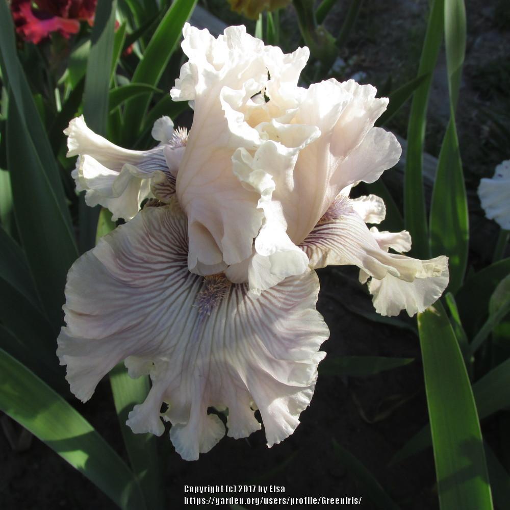 Photo of Tall Bearded Iris (Iris 'Haunted Heart') uploaded by GreenIris