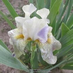 Location: Las Cruces, NM
Date: 2017-05-02
Tall  Bearded Iris Alessandra's Gift