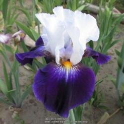 Location: Las Cruces, NM
Date: 2017-04-25
Tall Bearded Iris Grace Upon Grace