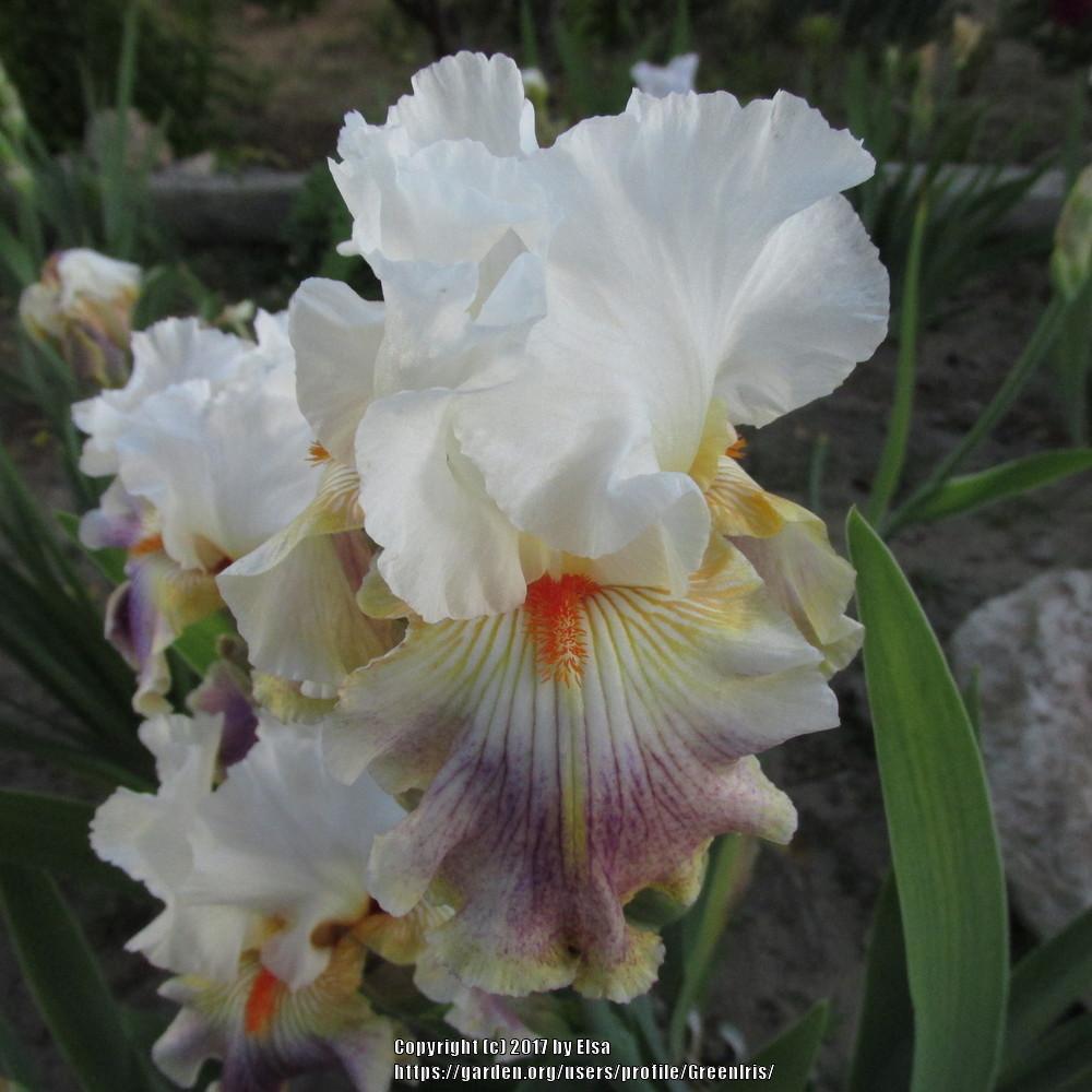 Photo of Tall Bearded Iris (Iris 'Fantasy Ride') uploaded by GreenIris