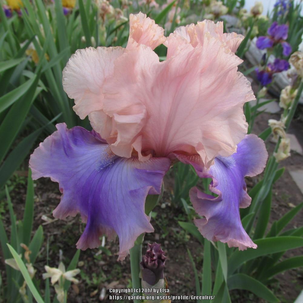 Photo of Tall Bearded Iris (Iris 'Florentine Silk') uploaded by GreenIris