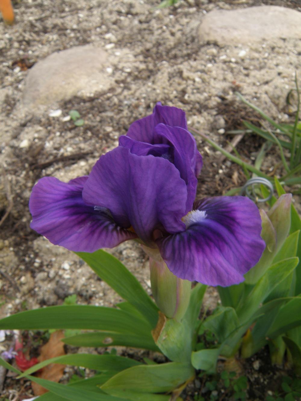 Photo of Standard Dwarf Bearded Iris (Iris 'Wizard's Return') uploaded by IrisLilli