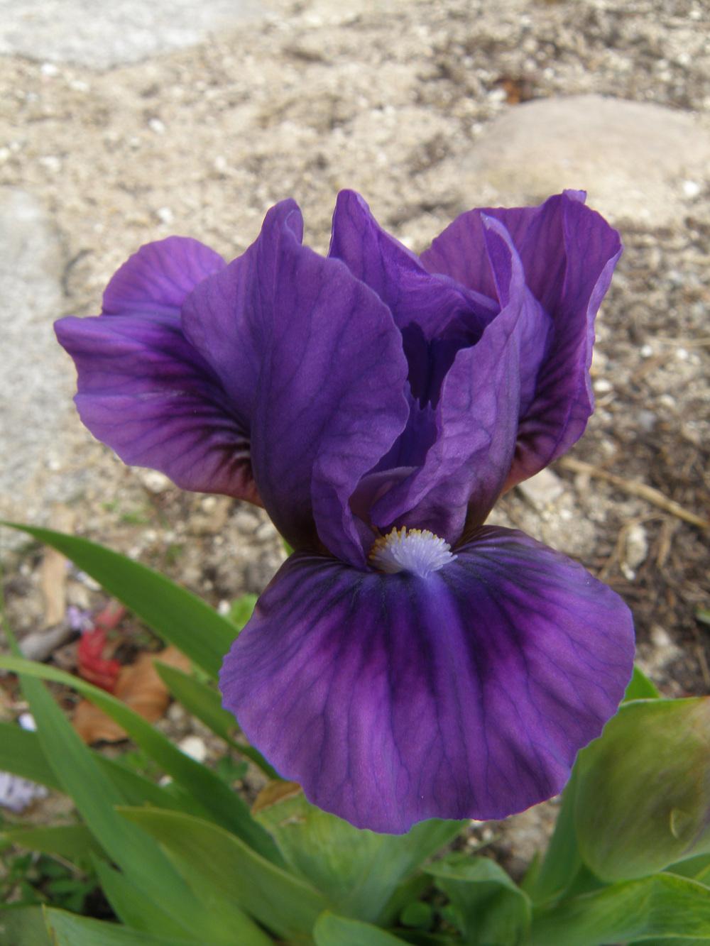 Photo of Standard Dwarf Bearded Iris (Iris 'Wizard's Return') uploaded by IrisLilli