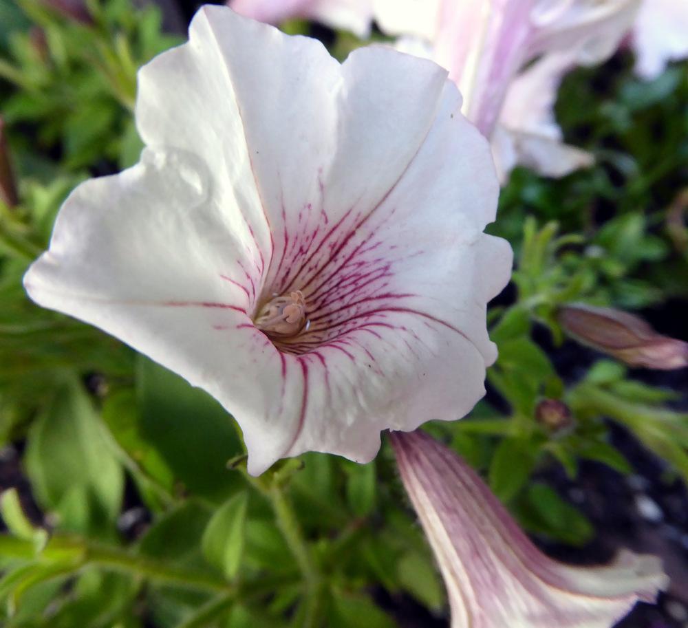 Photo of Multiflora Spreading/Trailing Petunia (Petunia Supertunia® Vista Silverberry) uploaded by JulieB