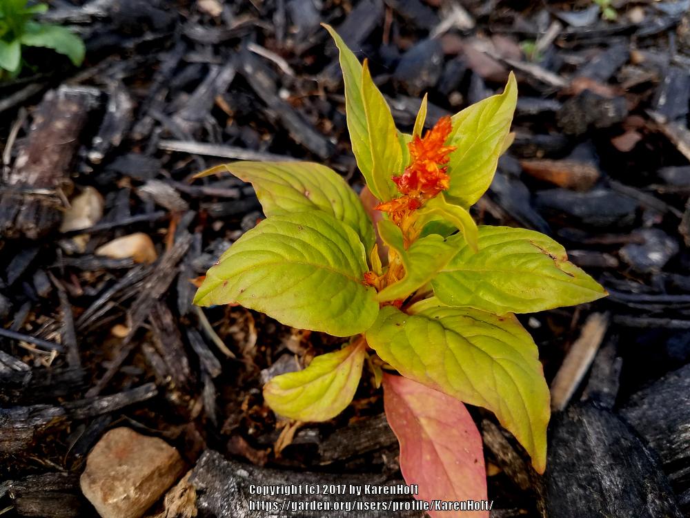 Photo of Cockscomb (Celosia argentea First Flame™ Orange) uploaded by KarenHolt