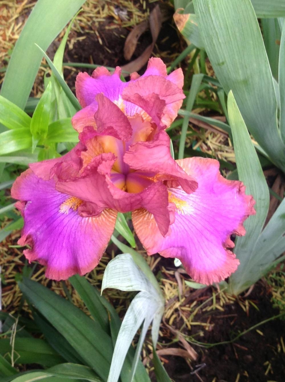Photo of Tall Bearded Iris (Iris 'Xanthippe's Halo') uploaded by Lilydaydreamer