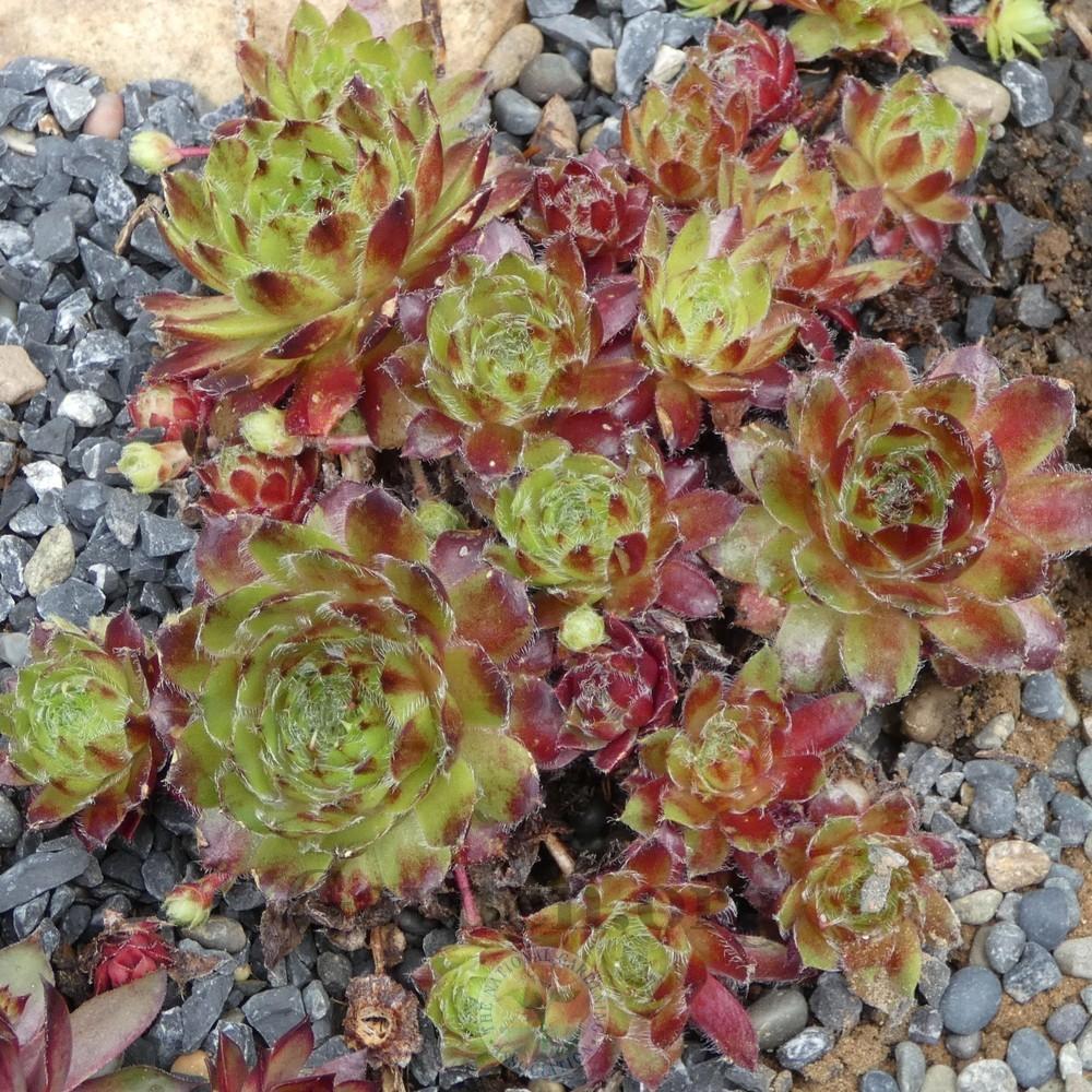 Photo of Hen and Chicks (Sempervivum 'Carnival') uploaded by Patty