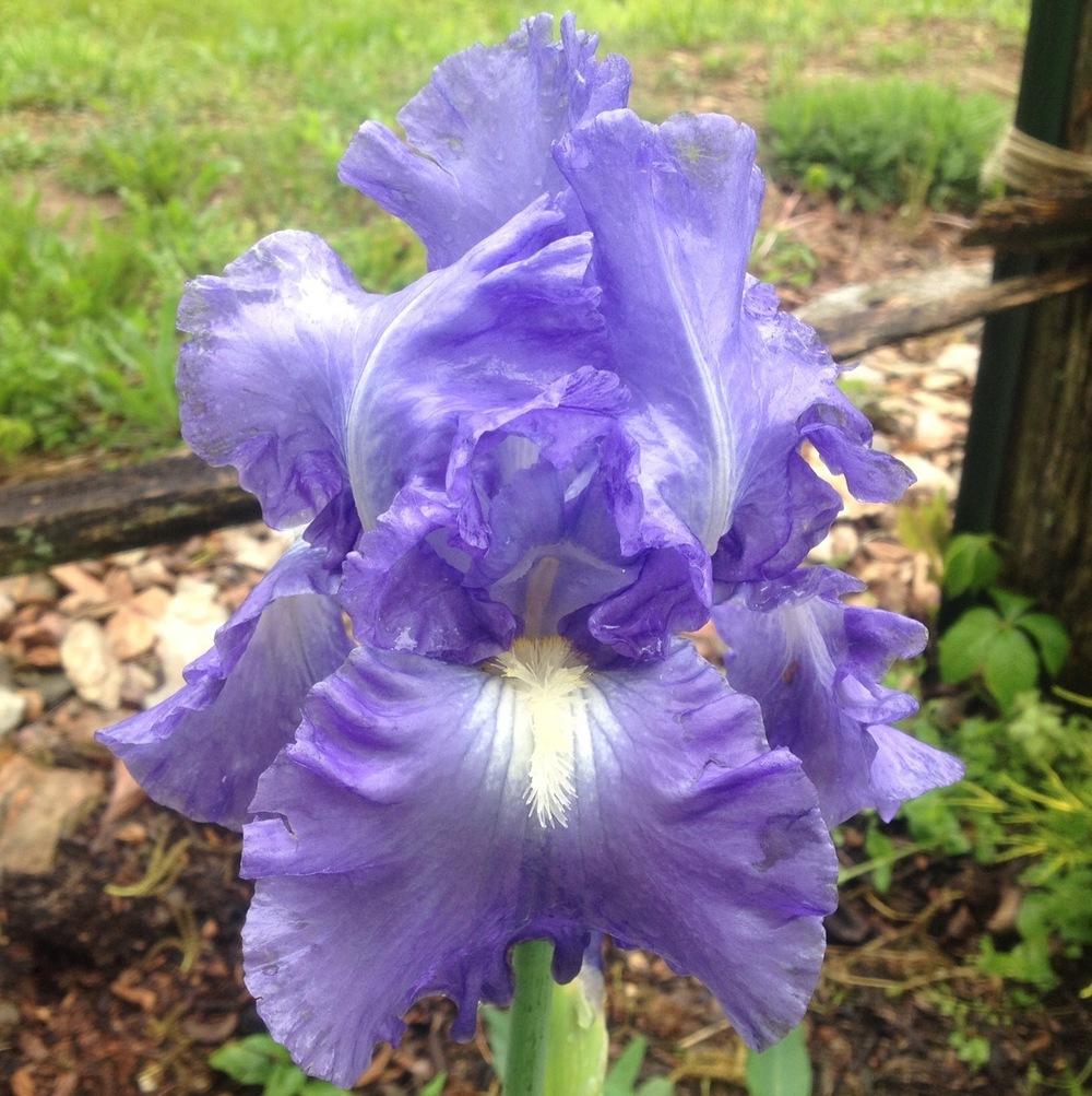 Photo of Tall Bearded Iris (Iris 'Victoria Falls') uploaded by csandt