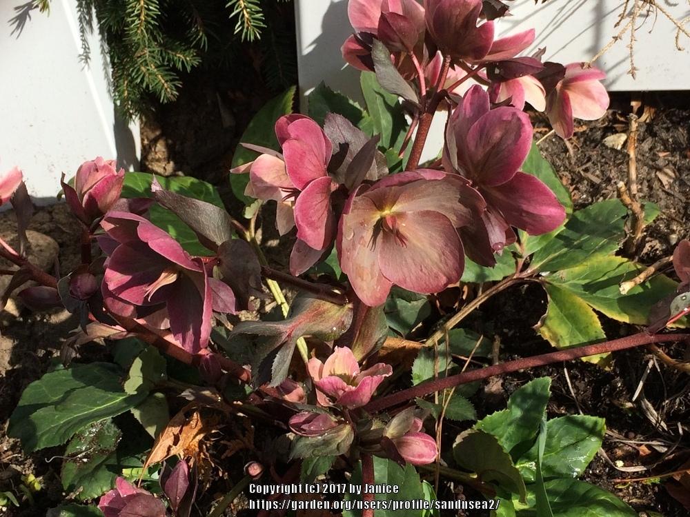 Photo of Hellebore (Helleborus Gold Collection® Pink Frost) uploaded by sandnsea2
