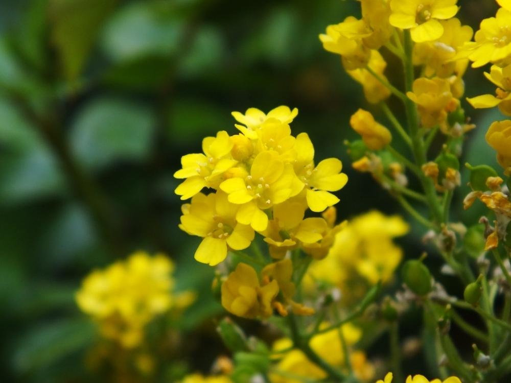 Photo of Basket of Gold (Aurinia saxatilis) uploaded by sunnyvalley
