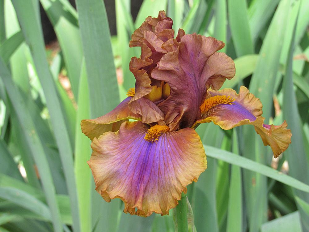 Photo of Tall Bearded Iris (Iris 'Maggie Beth') uploaded by Lestv