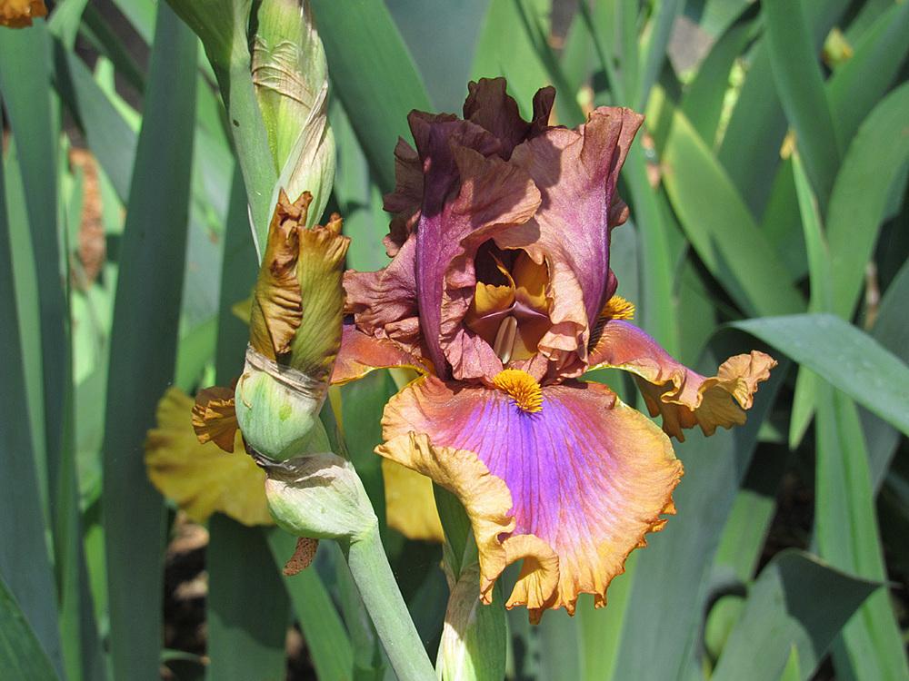 Photo of Tall Bearded Iris (Iris 'Maggie Beth') uploaded by Lestv