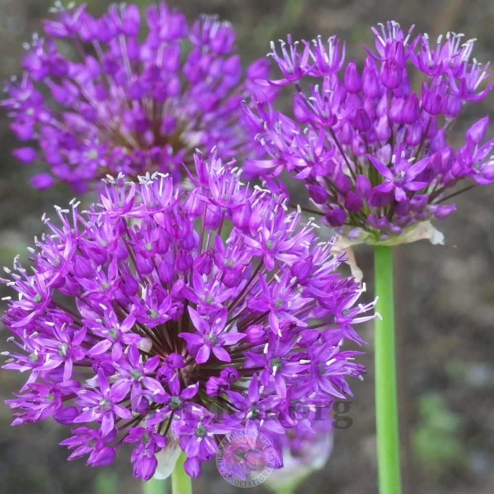Photo of Flowering Onion (Allium 'Purple Sensation') uploaded by Patty