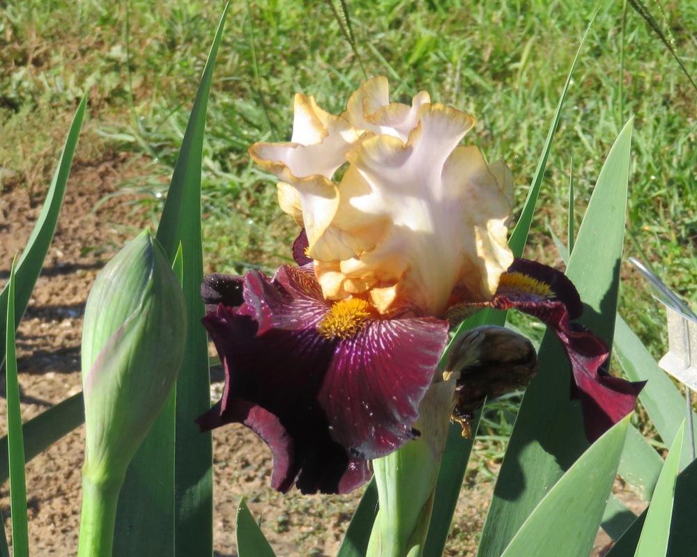 Photo of Tall Bearded Iris (Iris 'Rum and Coke') uploaded by QHBarbie