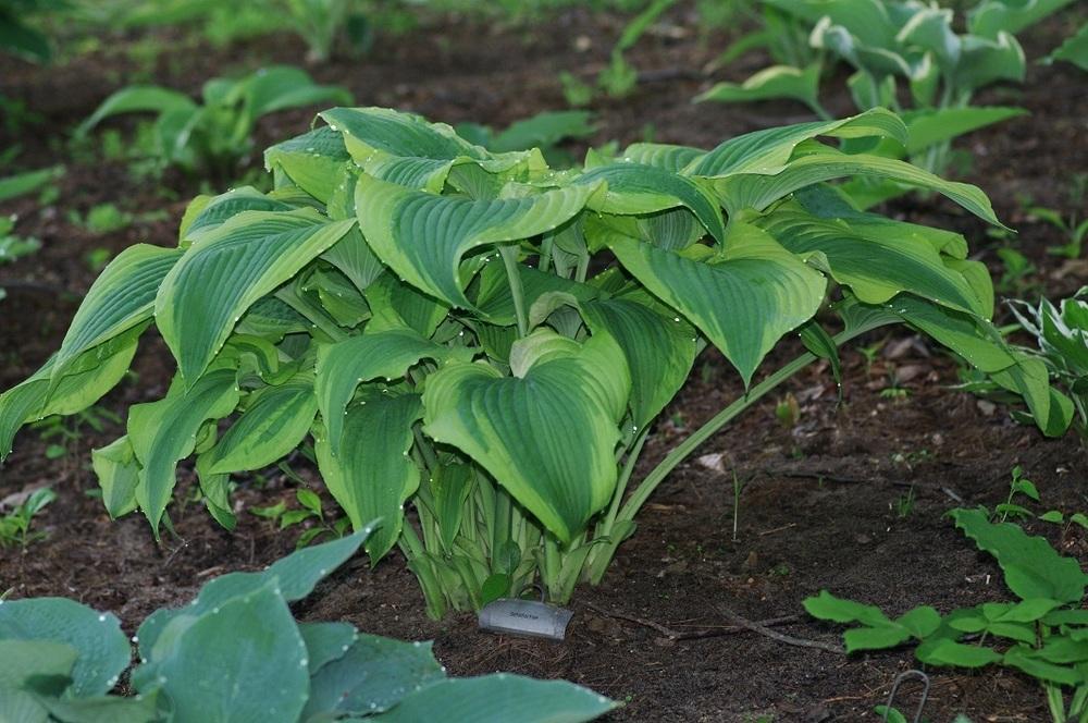 Photo of Hosta 'Satisfaction' uploaded by Rose1656