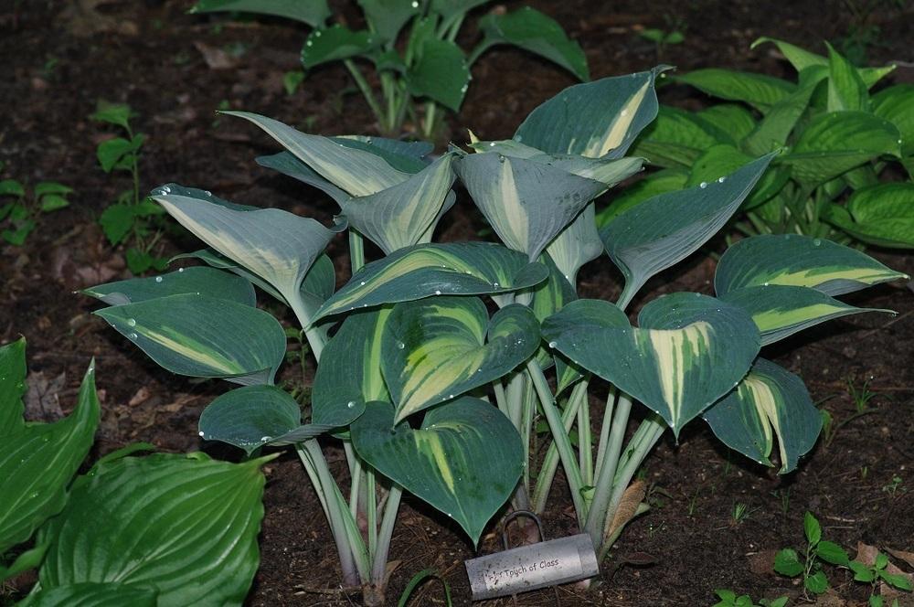 Photo of Hosta 'Touch of Class' uploaded by Rose1656