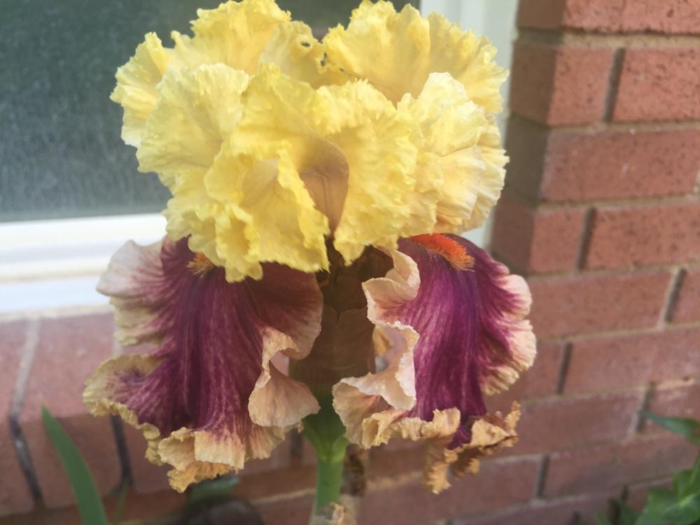 Photo of Tall Bearded Iris (Iris 'Decadence') uploaded by SpringGreenThumb