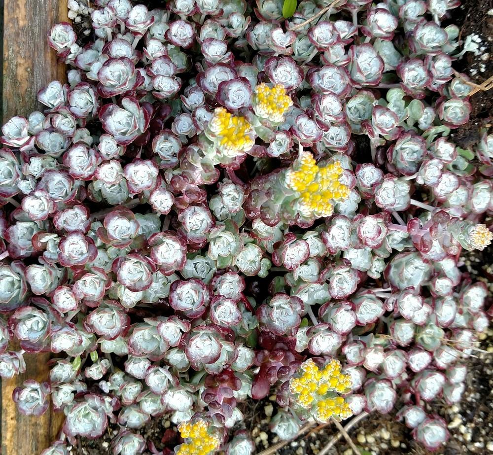Photo of Stonecrop (Sedum spathulifolium subsp. pruinosum 'Cape Blanco') uploaded by Toni