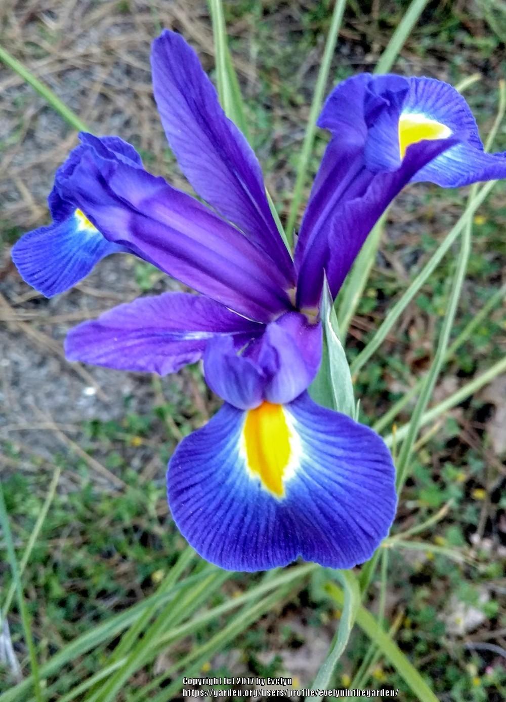 Photo of Dutch Iris (Iris x hollandica 'Blue Magic') uploaded by evelyninthegarden