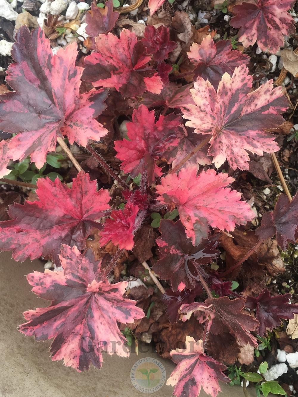 Photo of Coral Bells (Heuchera 'French Quarter') uploaded by springcolor