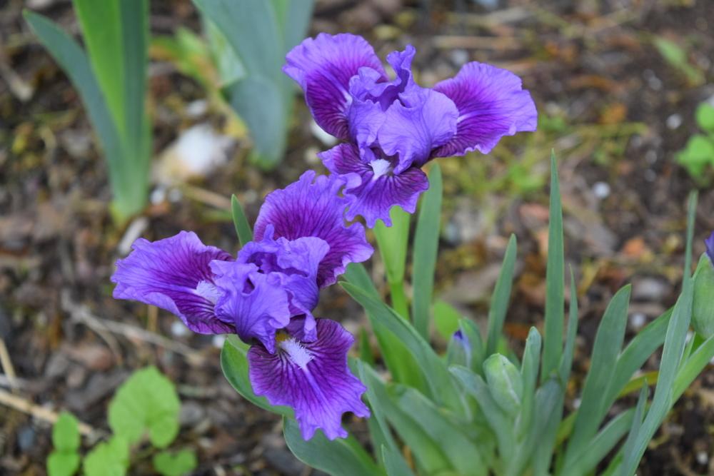 Photo of Standard Dwarf Bearded Iris (Iris 'Lavender Lynx') uploaded by Dachsylady86