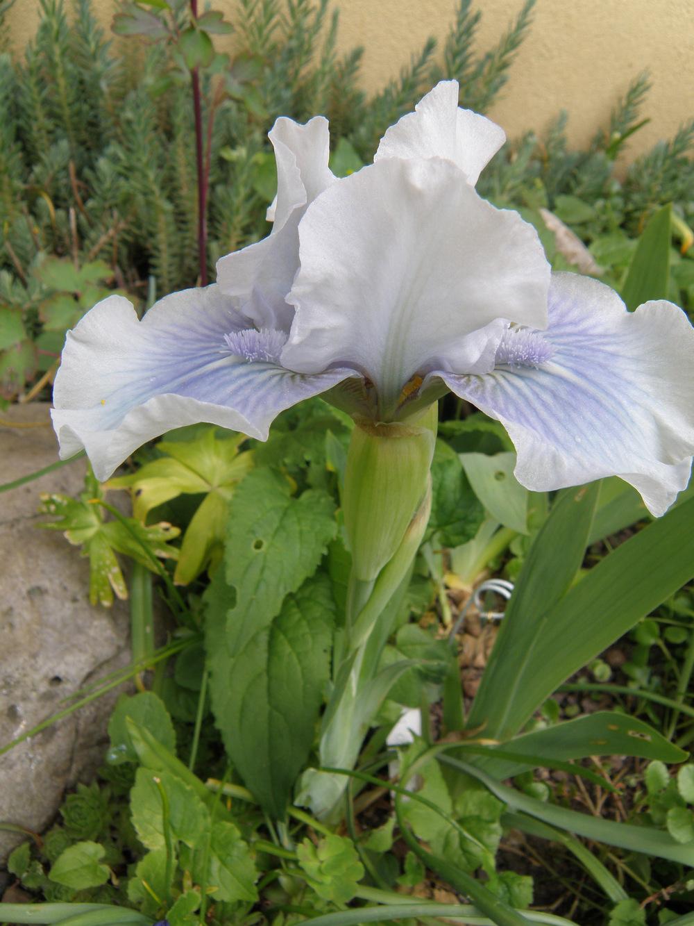 Photo of Standard Dwarf Bearded Iris (Iris 'Bombay Sapphire') uploaded by IrisLilli