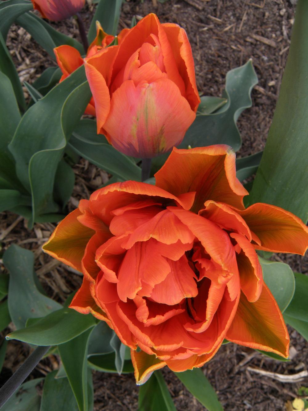 Photo of Peony-flowered Tulip (Tulipa 'Orange Princess') uploaded by IrisLilli