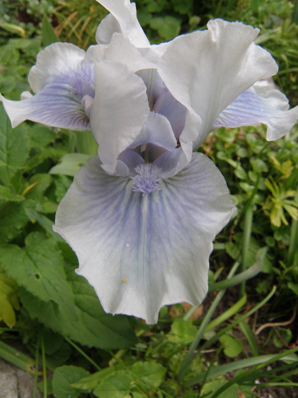 Photo of Standard Dwarf Bearded Iris (Iris 'Bombay Sapphire') uploaded by IrisLilli