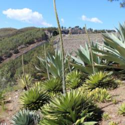 Location: Botanic Garden La Concepcion Malaga
Date: 2017-05-15