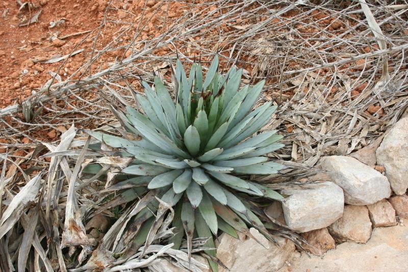 Photo of Black-Spined Agave (Agave macroacantha) uploaded by RuuddeBlock