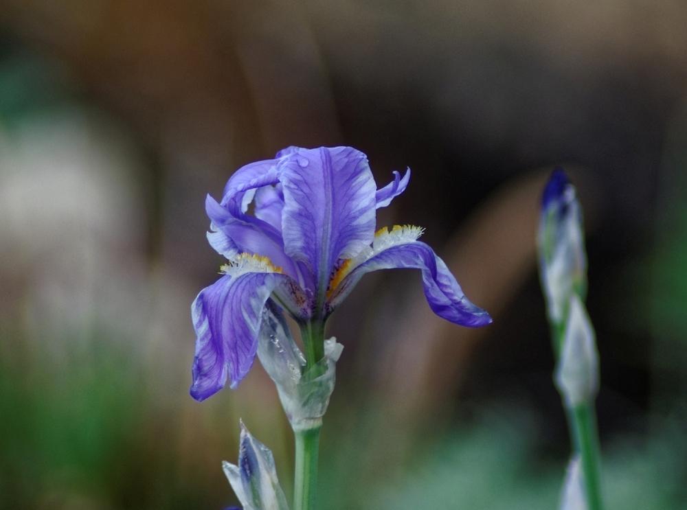 Photo of Species Iris (Iris pallida 'Argentea') uploaded by evermorelawnless