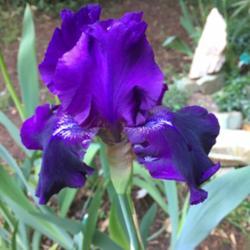 Location: Back yard
Date: 2017-05-14
First bloom of any iris this year
