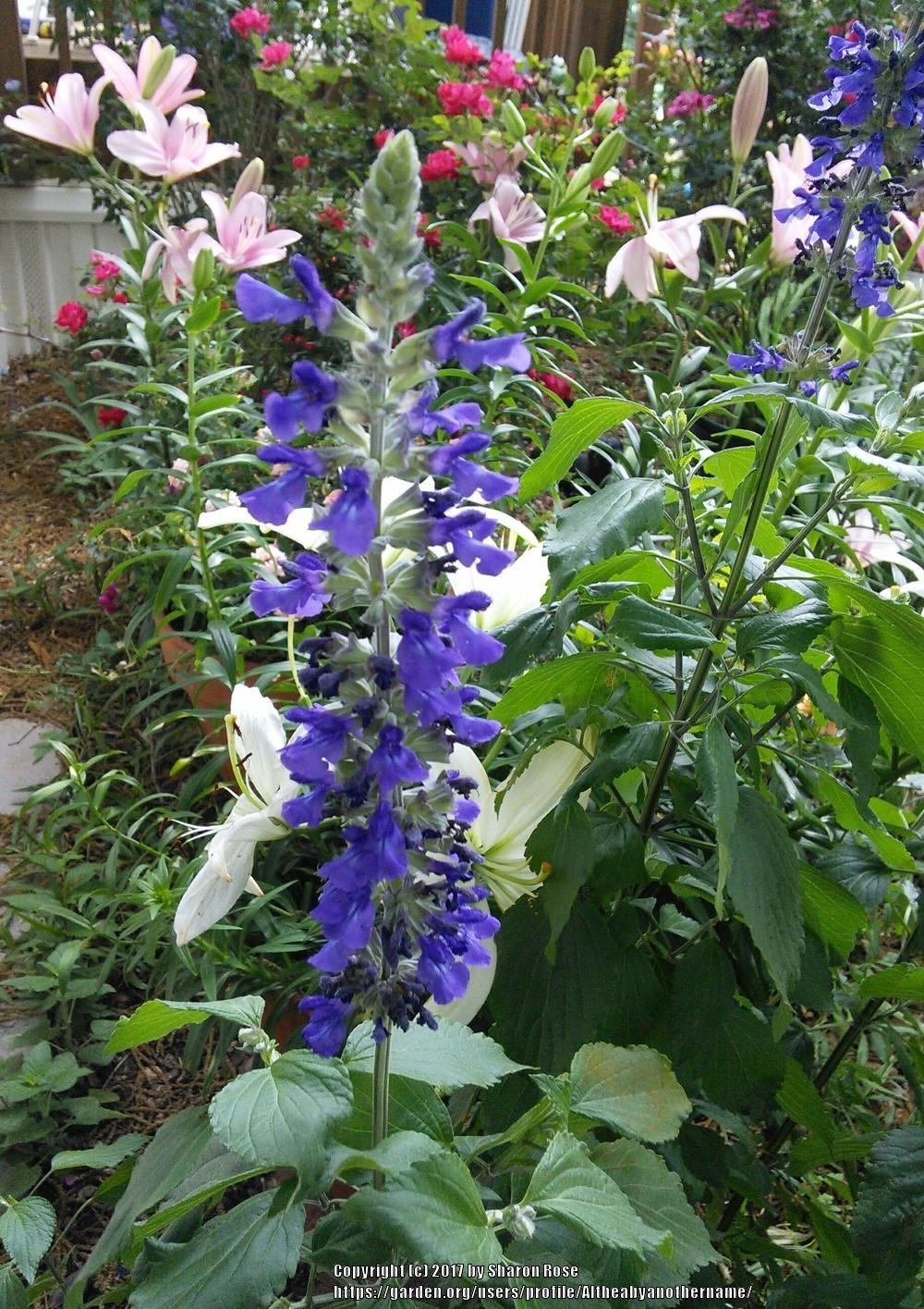 Photo of Sage (Salvia Mystic Spires) uploaded by Altheabyanothername