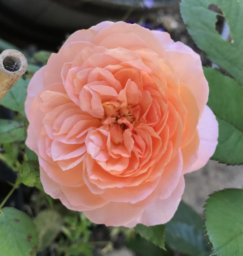 Photo of Rose (Rosa 'Louise Clements') uploaded by Amazindirt
