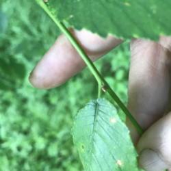 Location: mid-TN
Date: 2017-05-10
for ID: stems smooth, not hairy; axillary buds not hidden