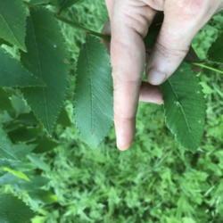 Location: mid-TN
Date: 2017-05-10
for ID: leaves smaller and narrower than slippery elm; toothed an