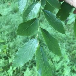 Location: mid-TN
Date: 2017-05-10
for ID: compound leaves -- oblong, toothed, pointed, asymmetrical