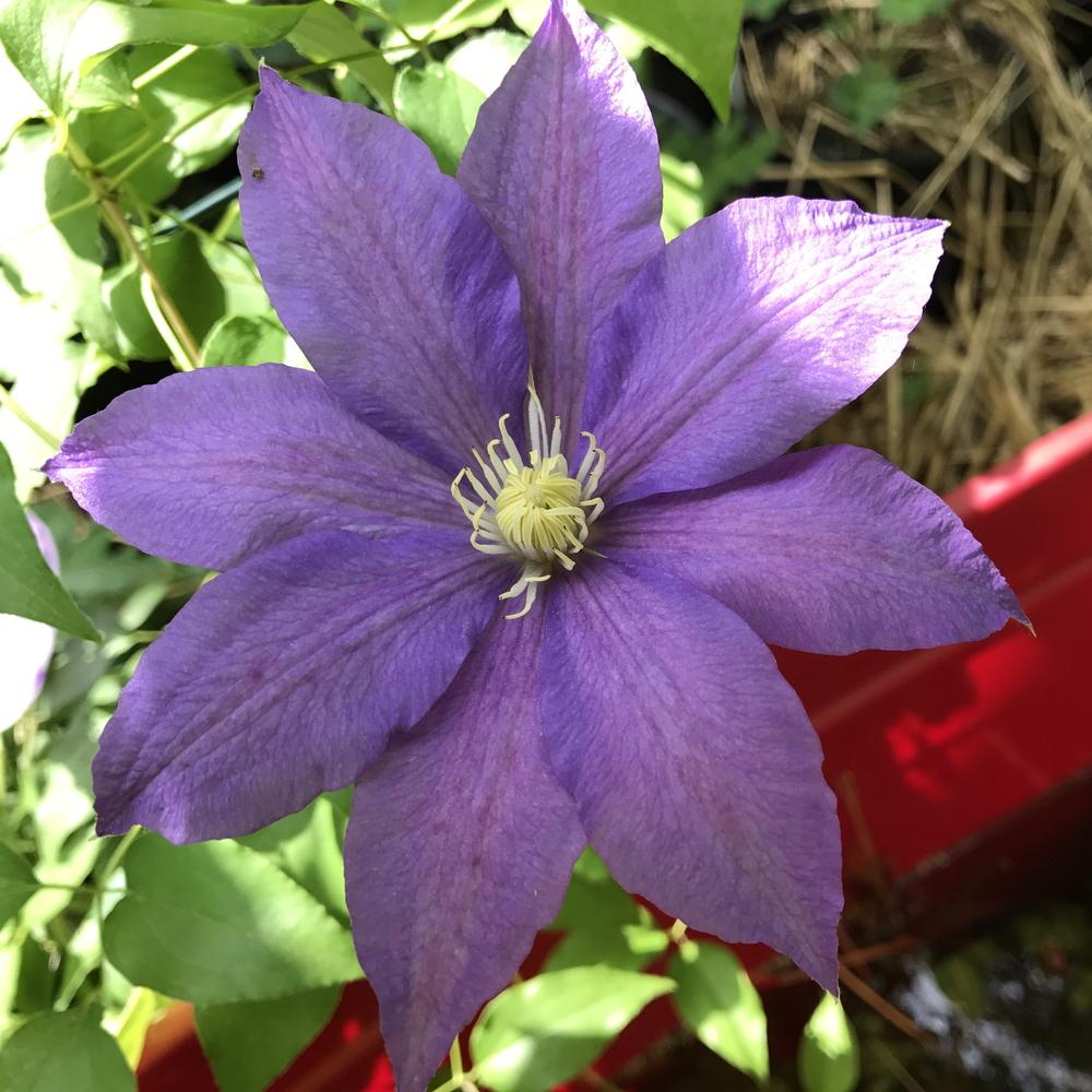 Photo of Clematis 'H.F. Young' uploaded by Amazindirt