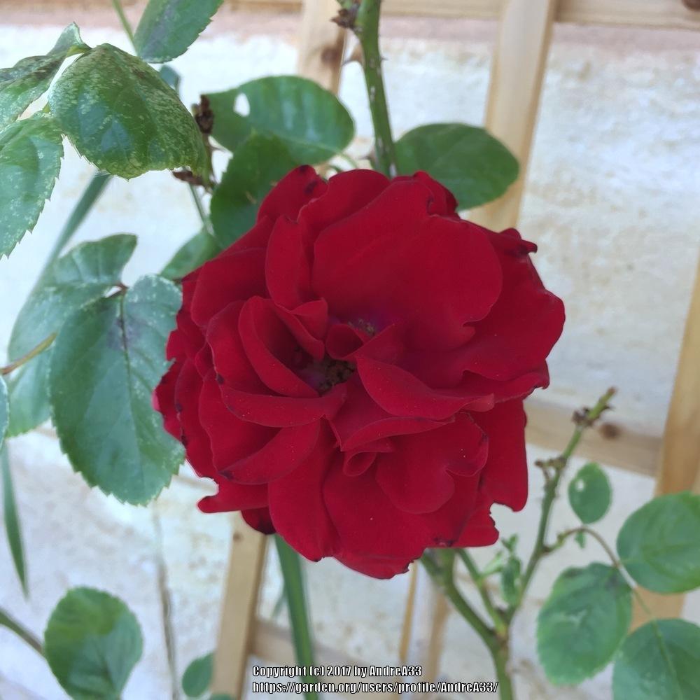 Photo of Rose (Rosa 'Santana') uploaded by AndreA33