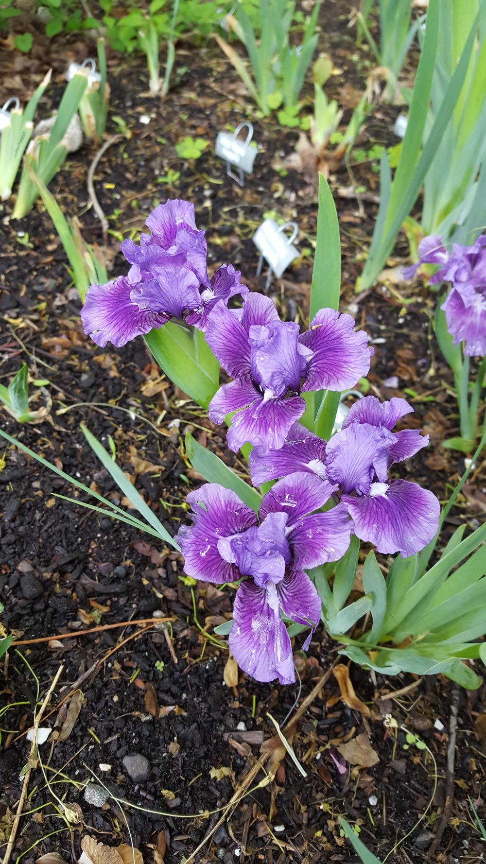Photo of Standard Dwarf Bearded Iris (Iris 'Lavender Lynx') uploaded by Dachsylady86