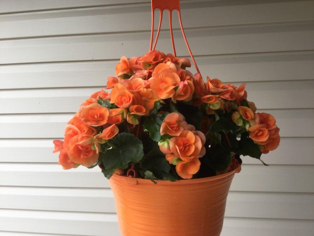 Photo of Rieger Begonia (Begonia x hiemalis) uploaded by DebbieC