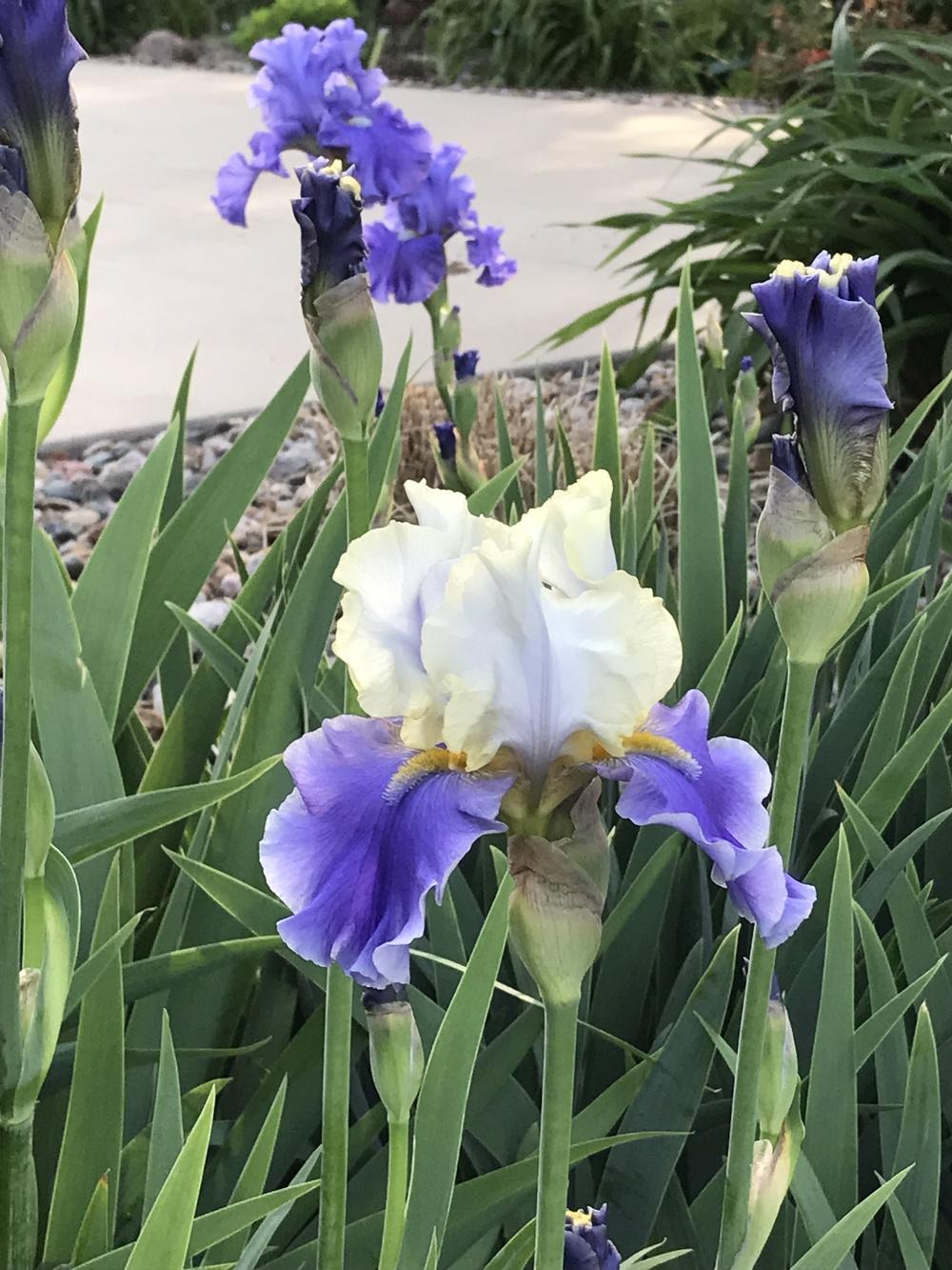 Photo of Tall Bearded Iris (Iris 'Mother Earth') uploaded by Legalily