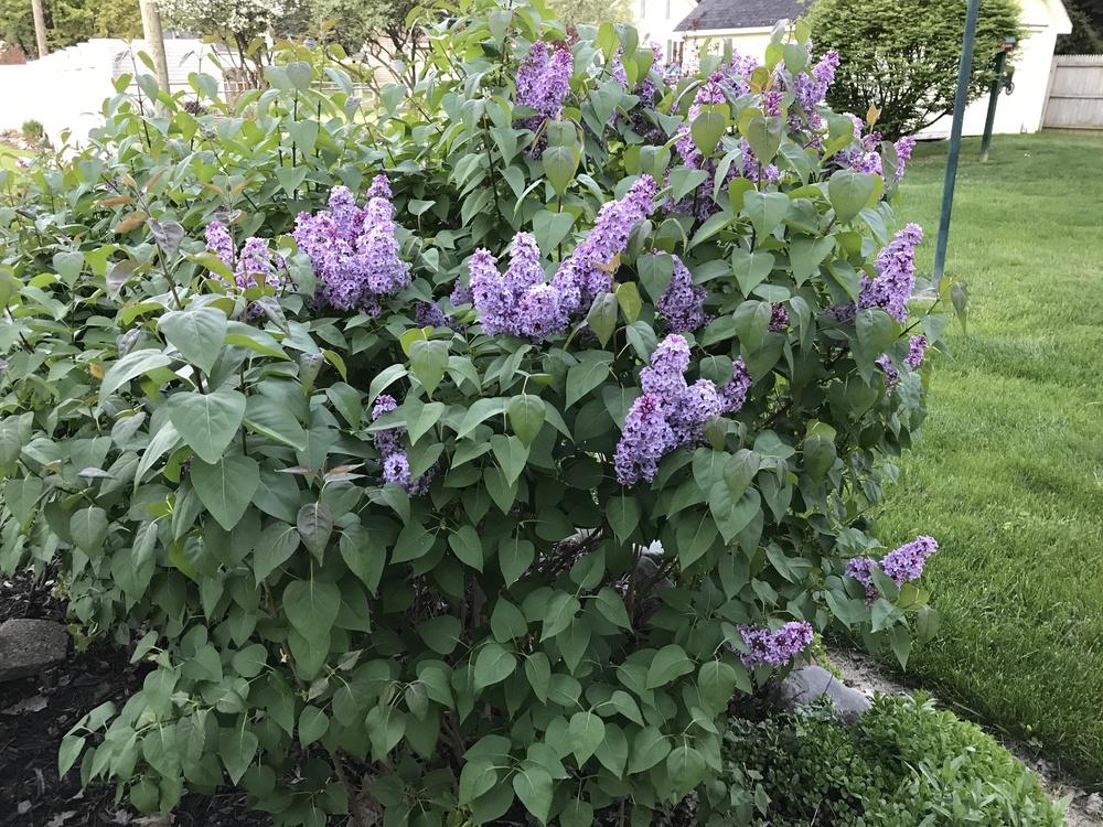 Photo of Common Lilac (Syringa vulgaris) uploaded by Michelezie