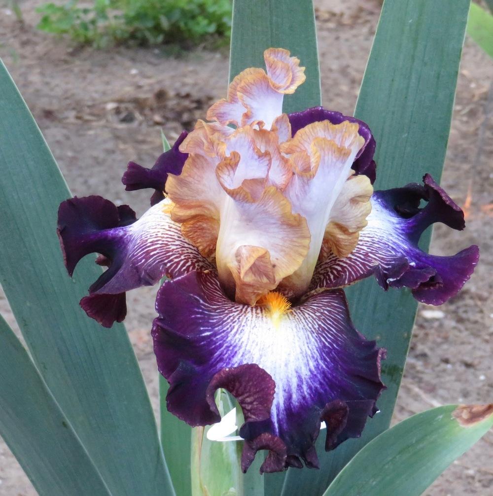 Photo of Tall Bearded Iris (Iris 'Mixed Signals') uploaded by QHBarbie