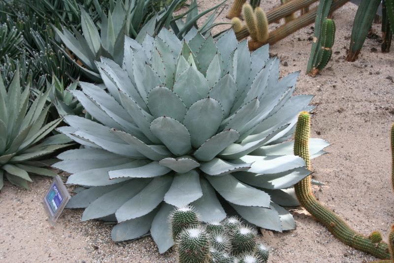 Photo of Parry's Agave (Agave parryi) uploaded by RuuddeBlock