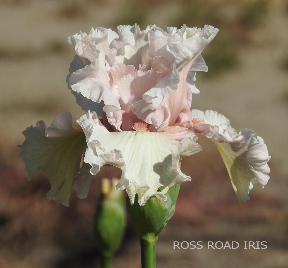 Photo of Tall Bearded Iris (Iris 'Treasured') uploaded by Weiser