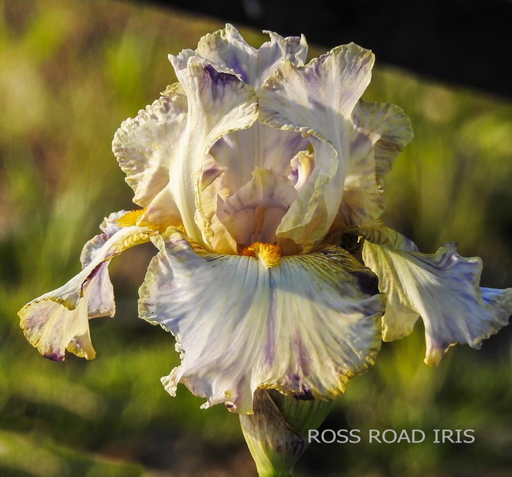 Photo of Tall Bearded Iris (Iris 'Holy Kosmoly') uploaded by Weiser