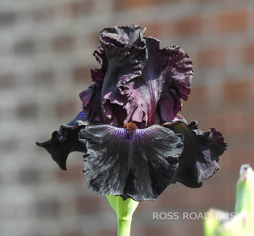 Photo of Tall Bearded Iris (Iris 'Crimson Lights') uploaded by Weiser